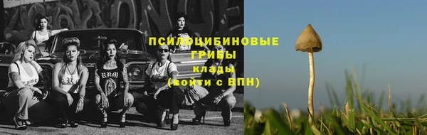 прущие грибы Лабытнанги