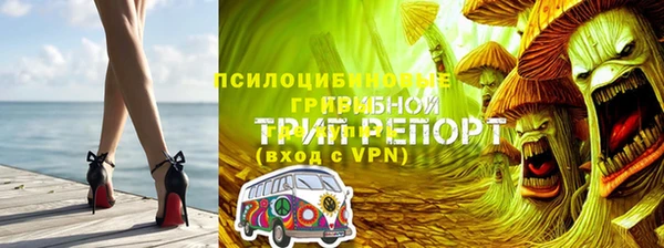 прущие грибы Лабытнанги